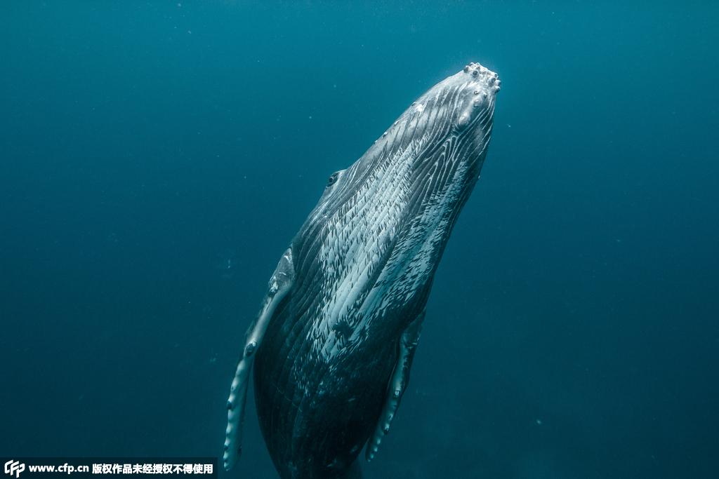 摄影师赴太平洋岛国 拍摄座头鲸动人瞬间【6】