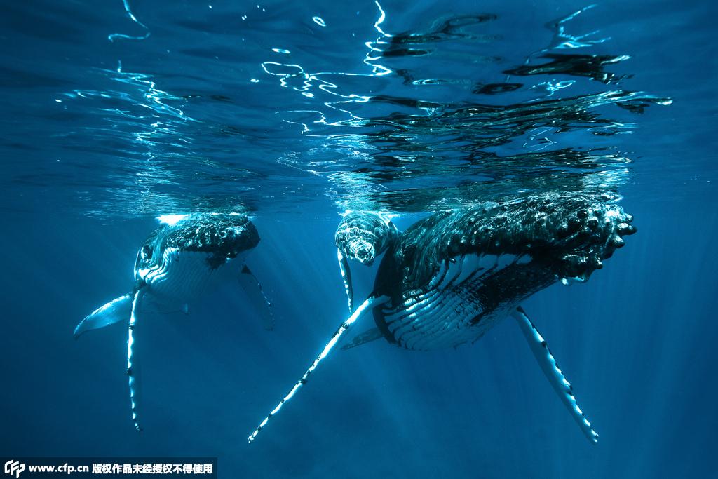 摄影师赴太平洋岛国 拍摄座头鲸动人瞬间【5】