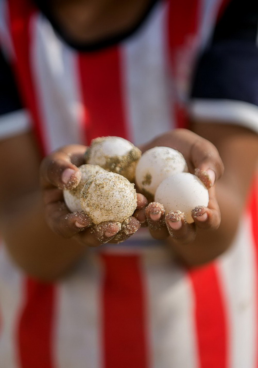 8月8日，在墨西哥阿基拉市的伊斯塔皮亚海滩，一名男孩手捧太平洋丽龟蛋。