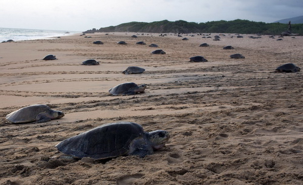 8月8日，在墨西哥阿基拉市的伊斯塔皮亚海滩，一群太平洋丽龟爬上海岸。