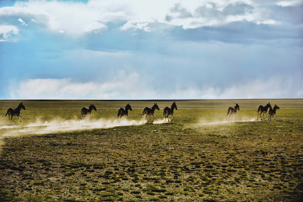 奔驰在羌塘自然保护区内的藏野驴（2014年6月26日摄）。