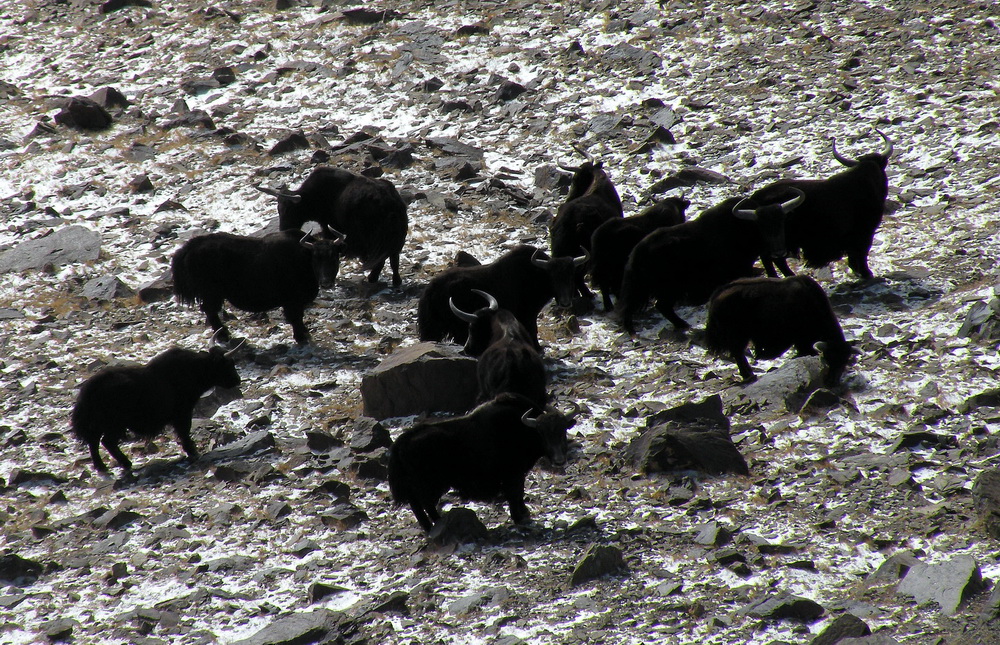 羌塘自然保护区内的野牦牛（2008年11月23日摄）。