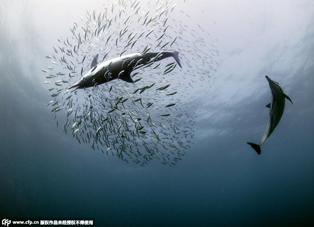 沙丁鱼迁徙途中与天敌展开“海底之战”