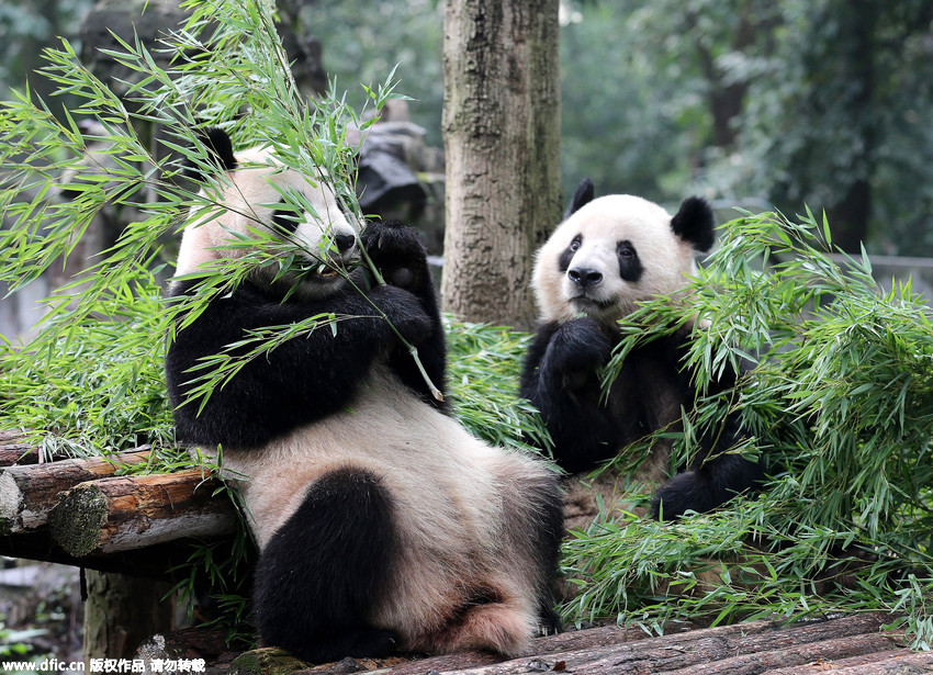 杭州动物园熊猫姐弟生日6