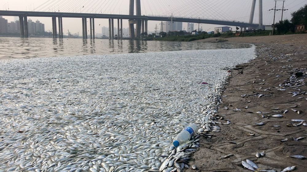 天津海河闸岸现大面积死鱼 官方回应已赴现场或与大潮有关【2】