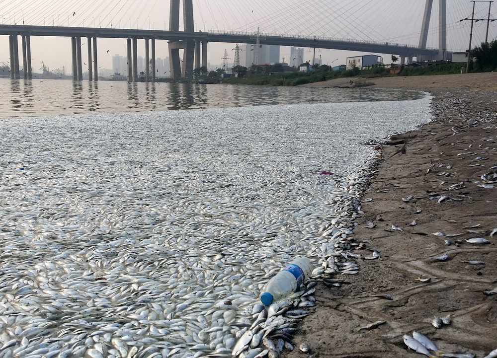 天津海河闸岸现大面积死鱼 官方回应已赴现场或与大潮有关