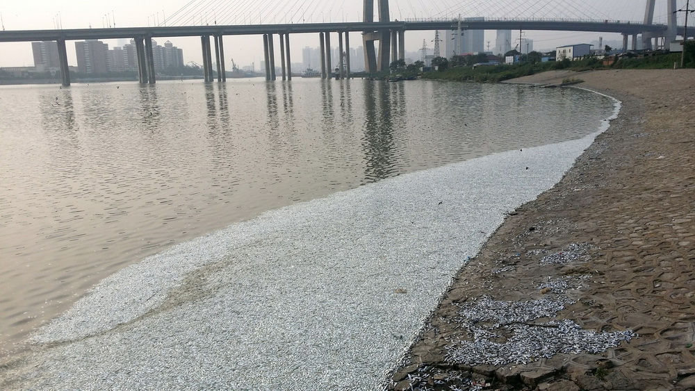 天津海河闸岸现大面积死鱼 官方回应已赴现场或与大潮有关【5】
