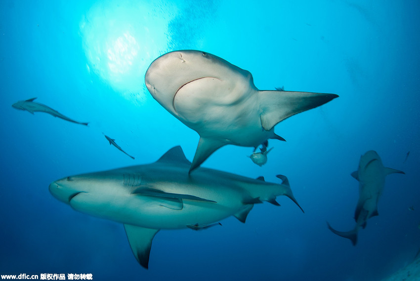 摄影师拍摄潜水员海底喂食牛鲨照片 颤抖吧!