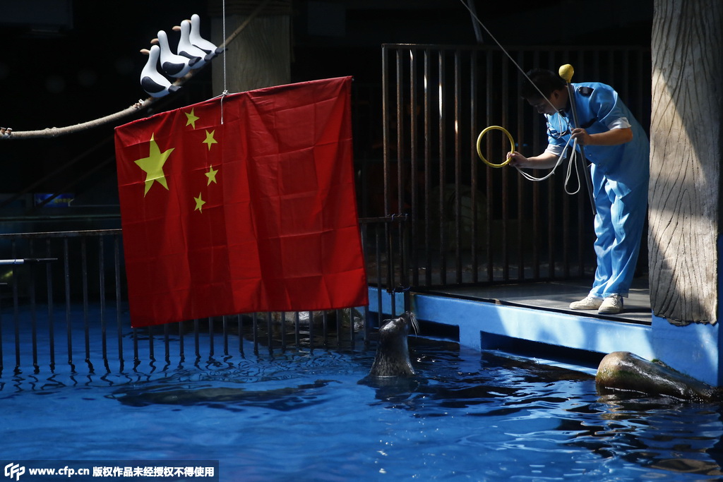 合肥小海豹动物园里学习“升国旗”，迎新中国66周年华诞。