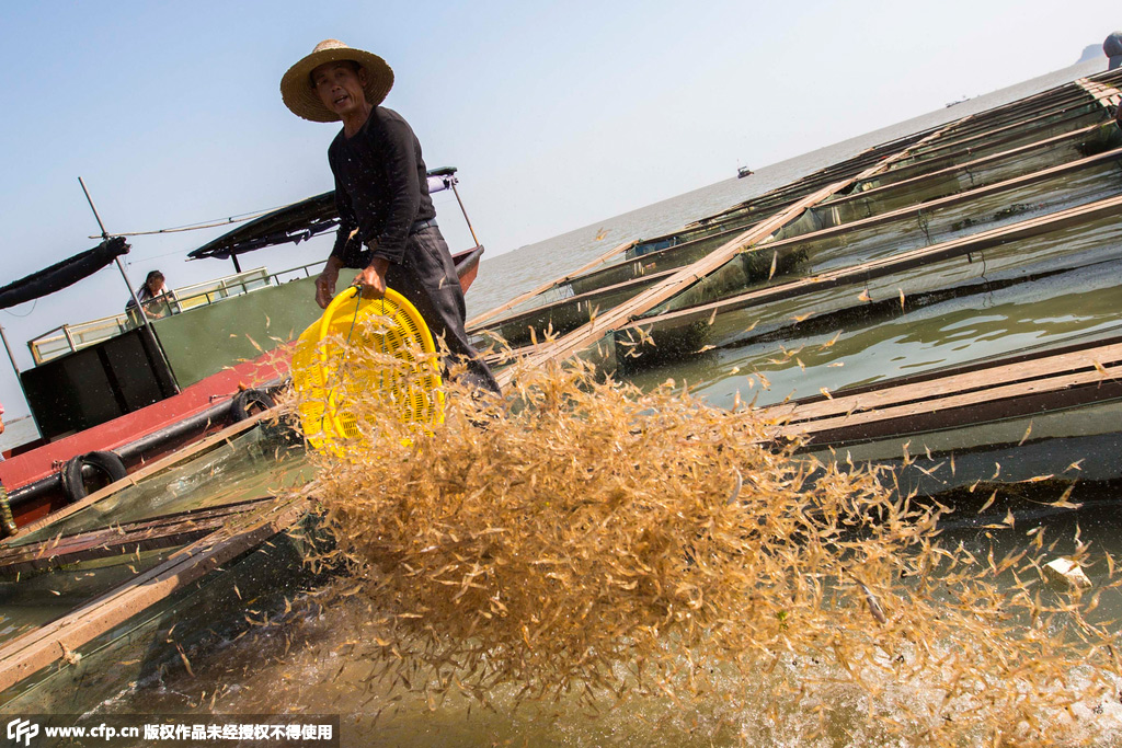 都昌城西码头，渔民在分拣青虾。（傅建斌/CFP）