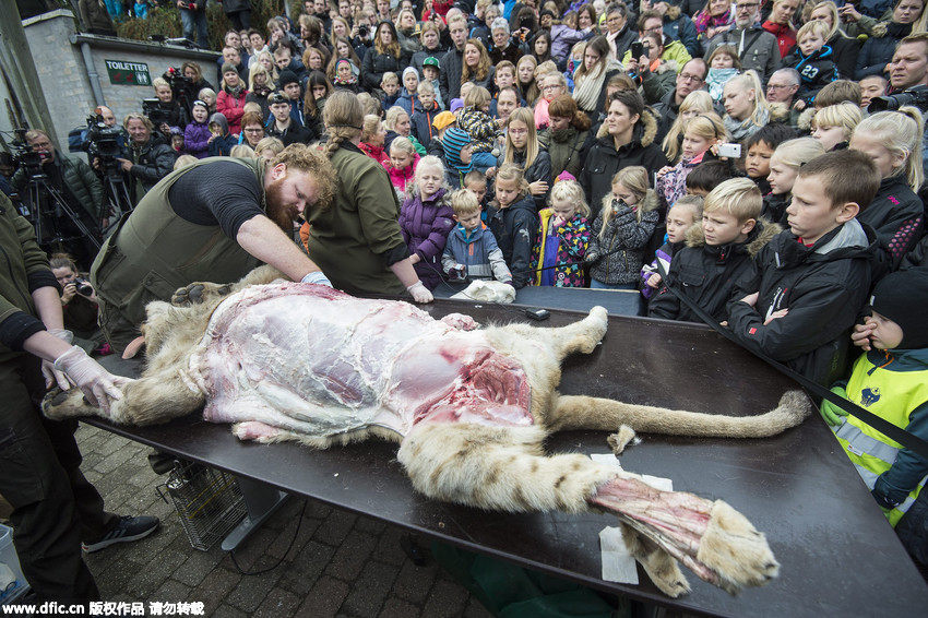 丹麦动物园公开解剖小狮子 儿童现场围观场面血腥