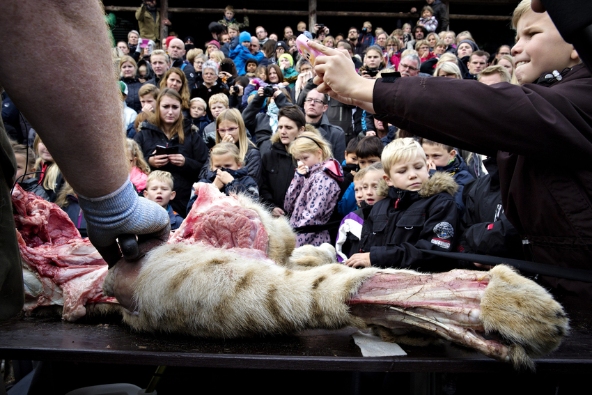 丹麦动物园公开解剖小狮子 儿童现场围观场面血腥