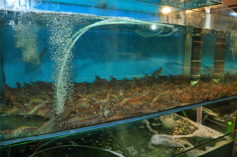 图片故事:摄影师镜头中的青岛大虾