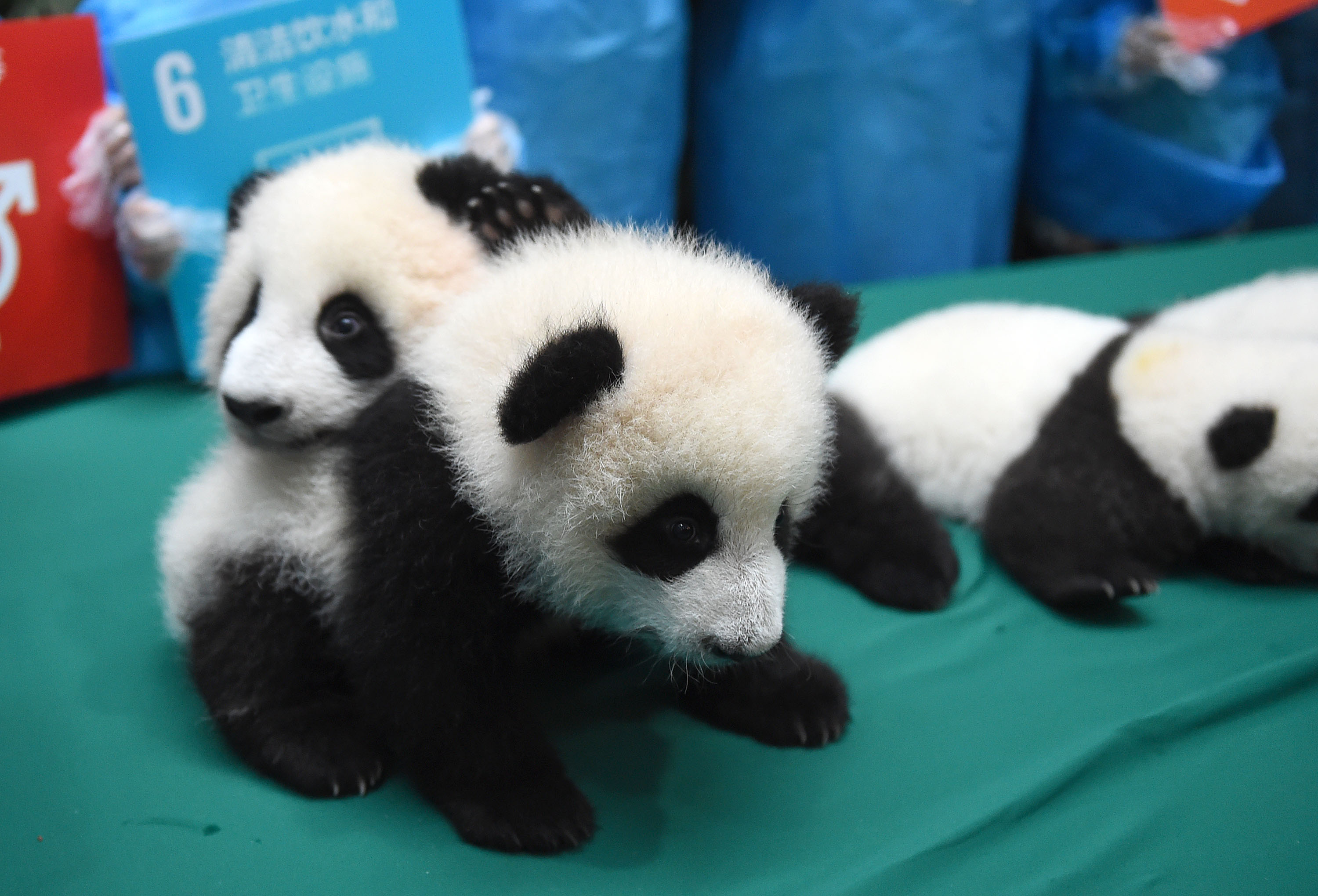 成都大熊猫繁育基地2015级熊猫宝宝幼稚园开园