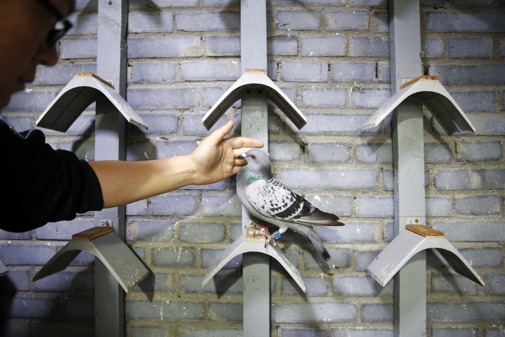 安:3773只长安信鸽500公里外放飞当天无一回