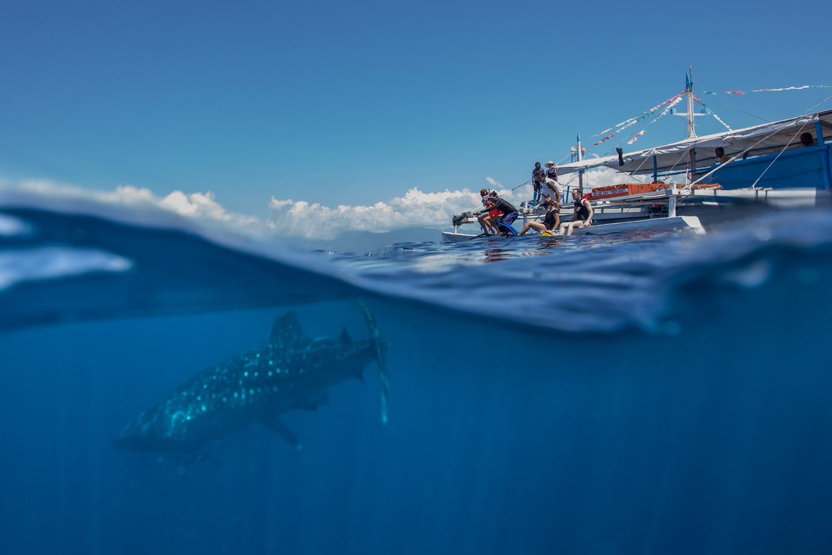 菲律宾巨型鲸鲨游船下嬉戏玩耍【3】
