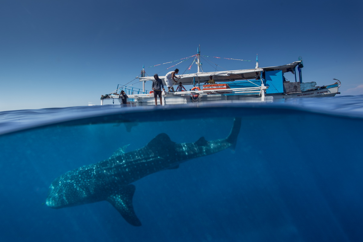 菲律宾巨型鲸鲨游船下嬉戏玩耍【2】