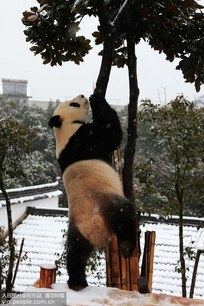 安徽黄山:大熊猫雪中玩耍卖萌憨态可掬【3】