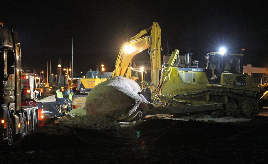 1月27日，在英格兰东部斯凯格内斯的海滩上，工人们把一头抹香鲸的尸体装上卡车。