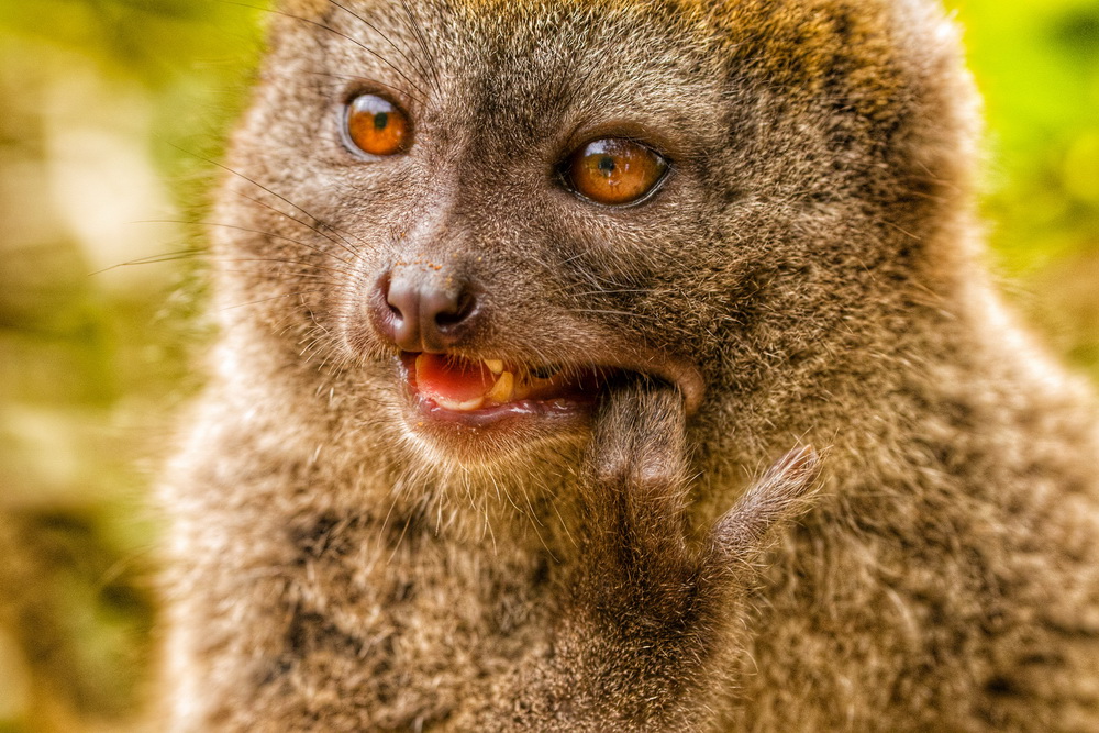 马达加斯加竹狐猴对镜头歪脑袋卖萌 模样超可爱