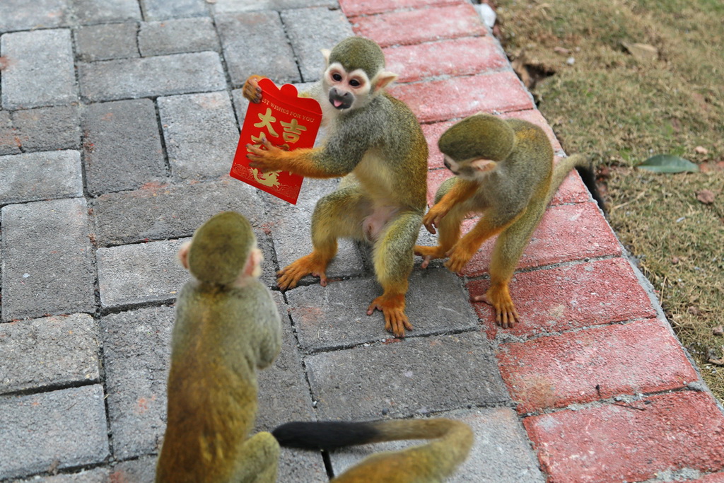 重庆动物园饲养员给猴子发美食红包遭争抢