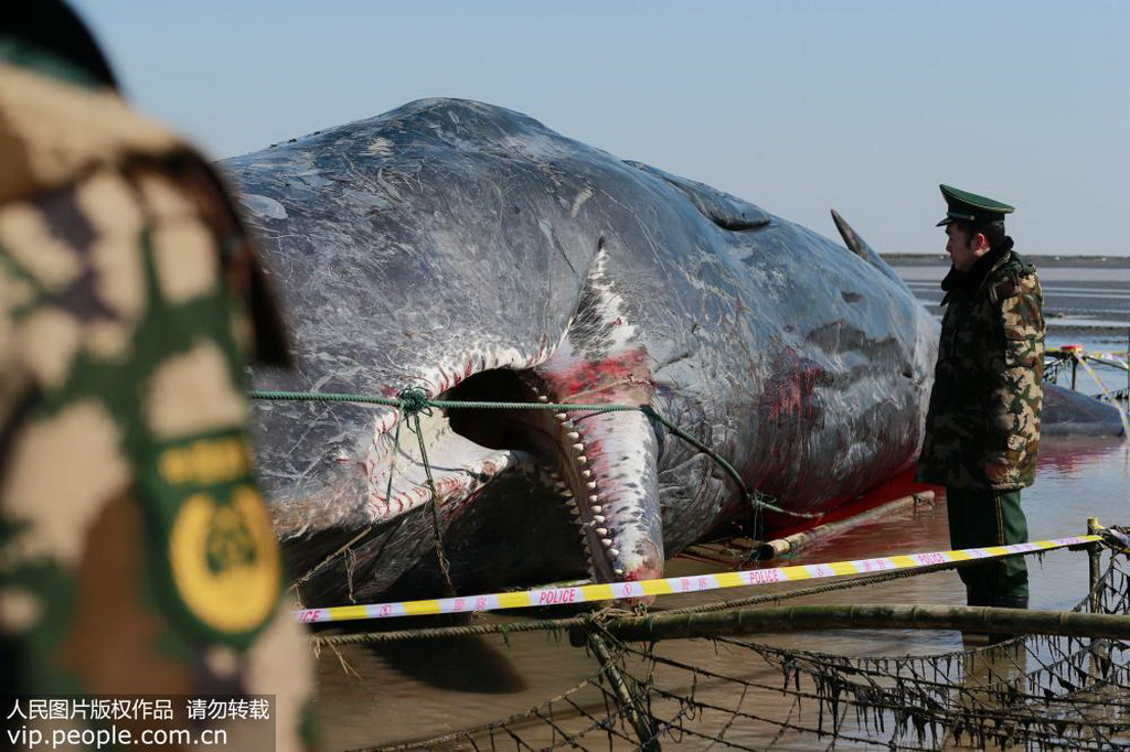 江苏南通33吨成年抹香鲸搁浅海滩死亡