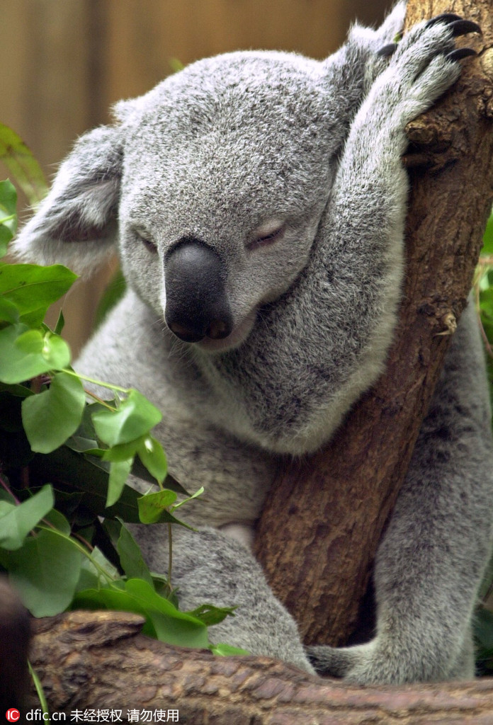 春困来袭 盘点动物世界里的那些“特困生”