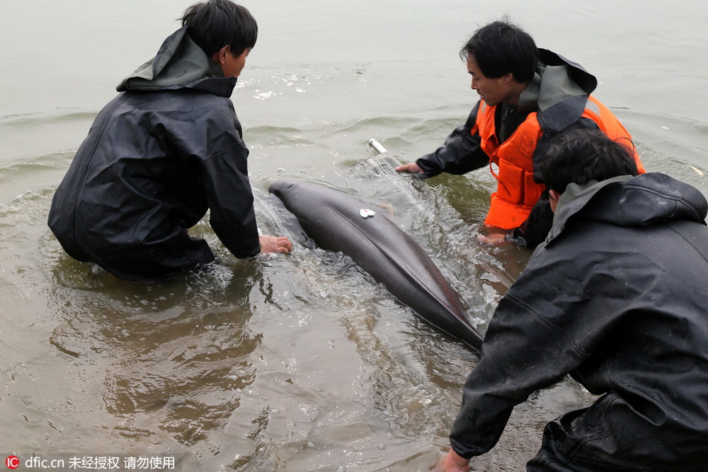 安徽安庆:江豚体检戴上身份证