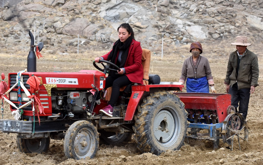 德吉央宗在农忙时节帮助农民开拖拉机播种(新华社记者 觉果 2015年4月
