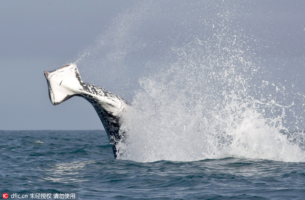 罕见摄影师拍摄到一头无尾座头鲸跃出海面3