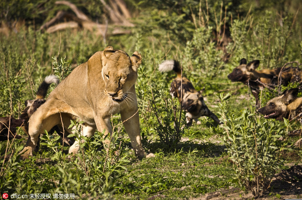 非洲母狮子遭野狗围攻 寡众悬殊仍克敌制胜