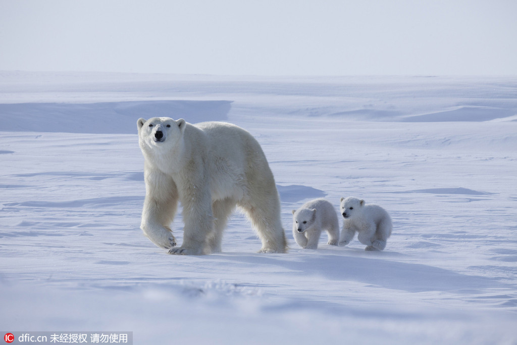 冰天雪地里北极熊妈妈带幼崽出窝玩耍画面超级暖人6