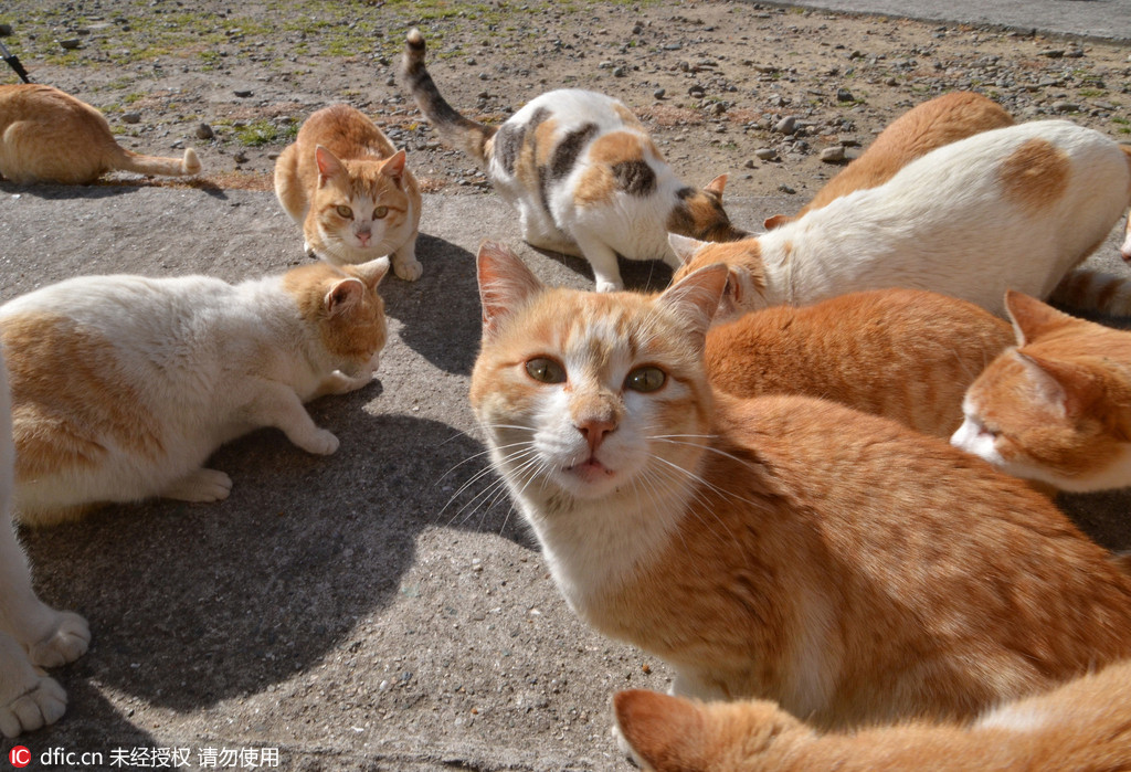 2016年3月22日,日本南部爱媛县青岛上住着成群结队的猫咪大军.
