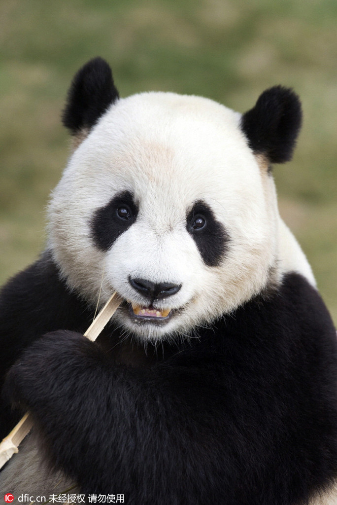 中国旅韩大熊猫即将与韩民众正式见面【8】