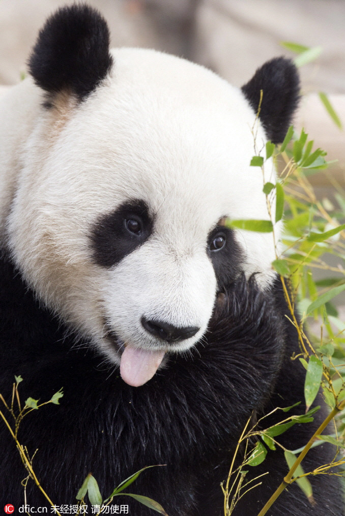 中国旅韩大熊猫即将与韩民众正式见面【5】