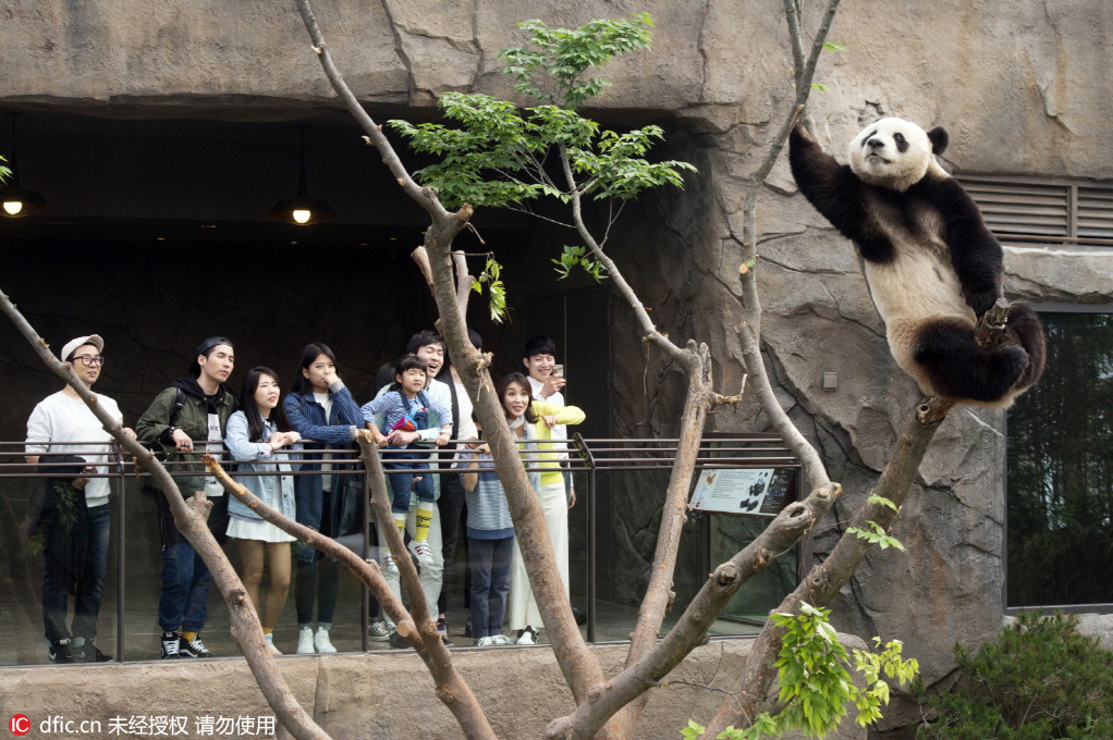 中国旅韩大熊猫即将与韩民众正式见面【4】