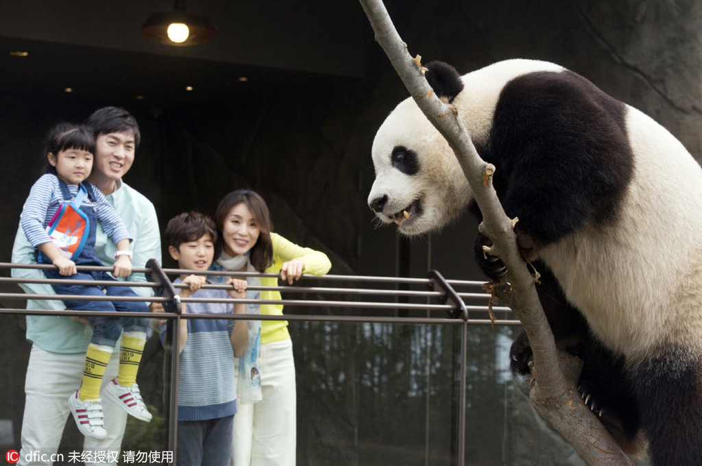 中国旅韩大熊猫即将与韩民众正式见面【9】