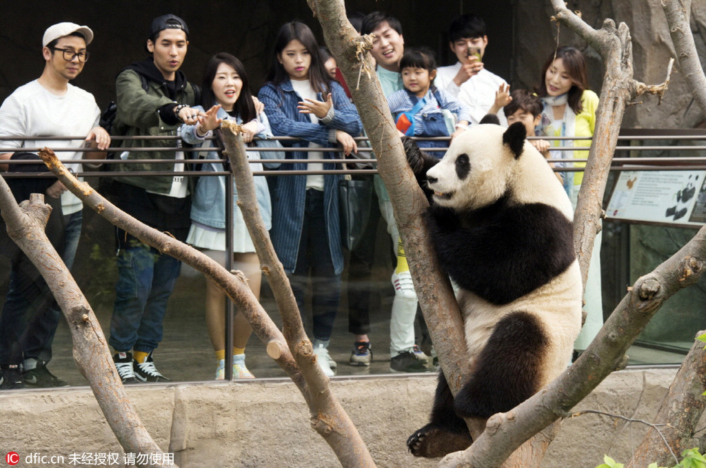 中国旅韩大熊猫即将与韩民众正式见面【2】