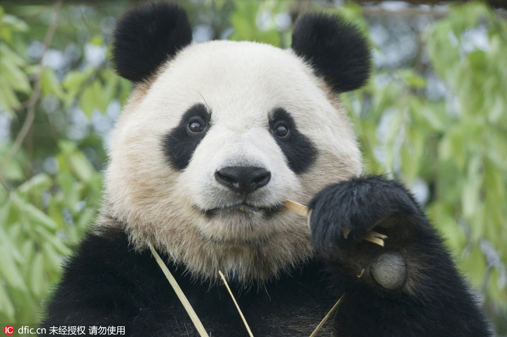 中国旅韩大熊猫即将与韩民众正式见面【3】