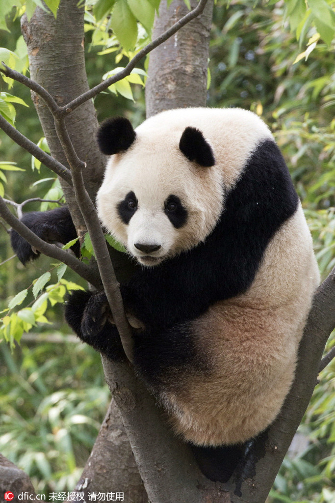 中国旅韩大熊猫即将与韩民众正式见面【7】