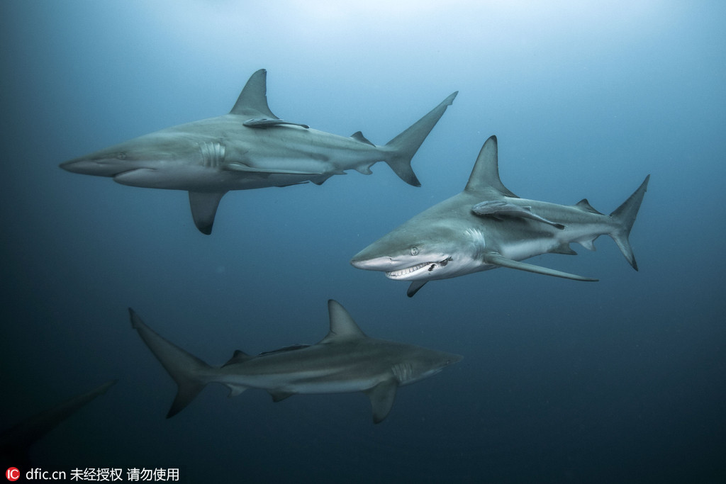 俄摄影师拍摄鲨鱼嘴被鱼钩刺透 似咧嘴微笑