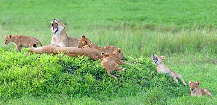 茄子！坦桑尼亚狮子照全家福镜头感十足（组图）