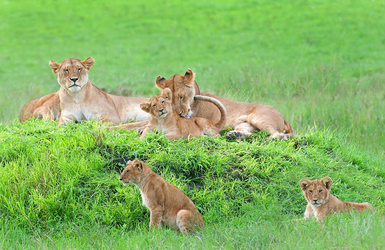 茄子！坦桑尼亚狮子照全家福镜头感十足（组图）