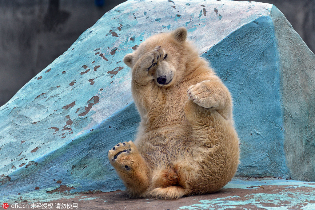 小北极熊爱做瑜伽 发现游客害羞躲镜头