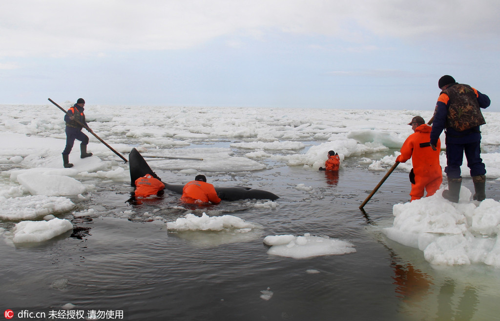 俄罗斯救援人员跳入冰水救出被困虎鲸