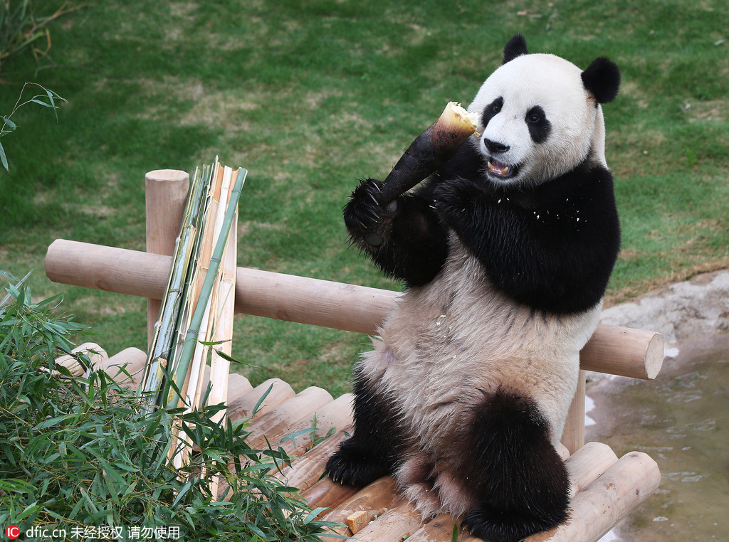旅韩中国大熊猫与韩国公众见面