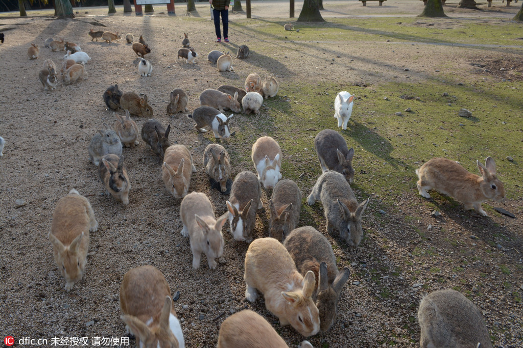 日本有座兔岛堪称小兔兔们的人间乐园