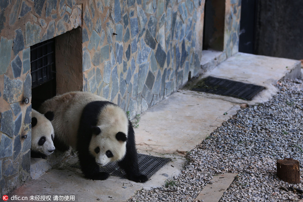 大熊猫和兴囡囡安全抵昆五一与于市民见面6