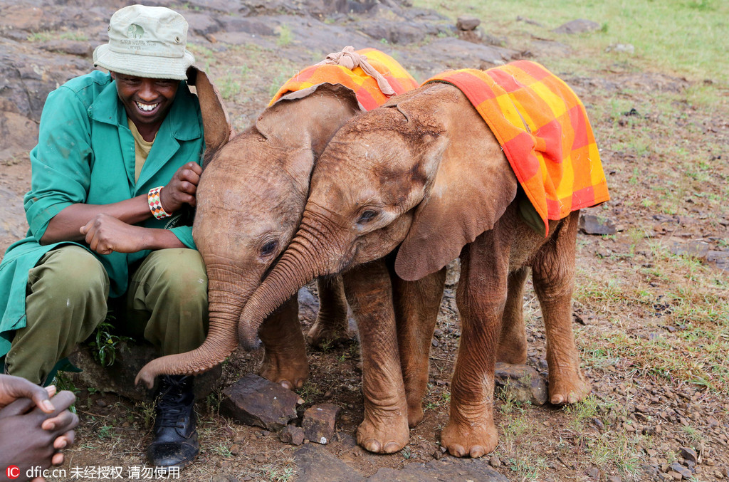 走进肯尼亚大象孤儿院:小象获悉心照顾快乐成长 --图片频道--人民网