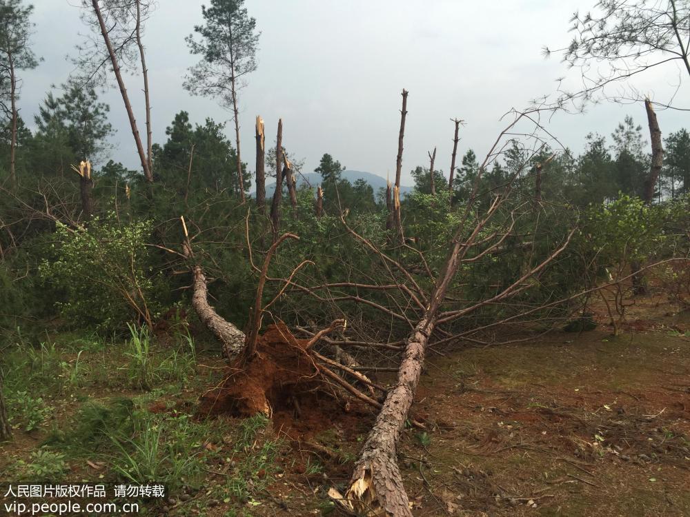 湖南道县遭龙卷风和暴雨袭击 汽车被没顶